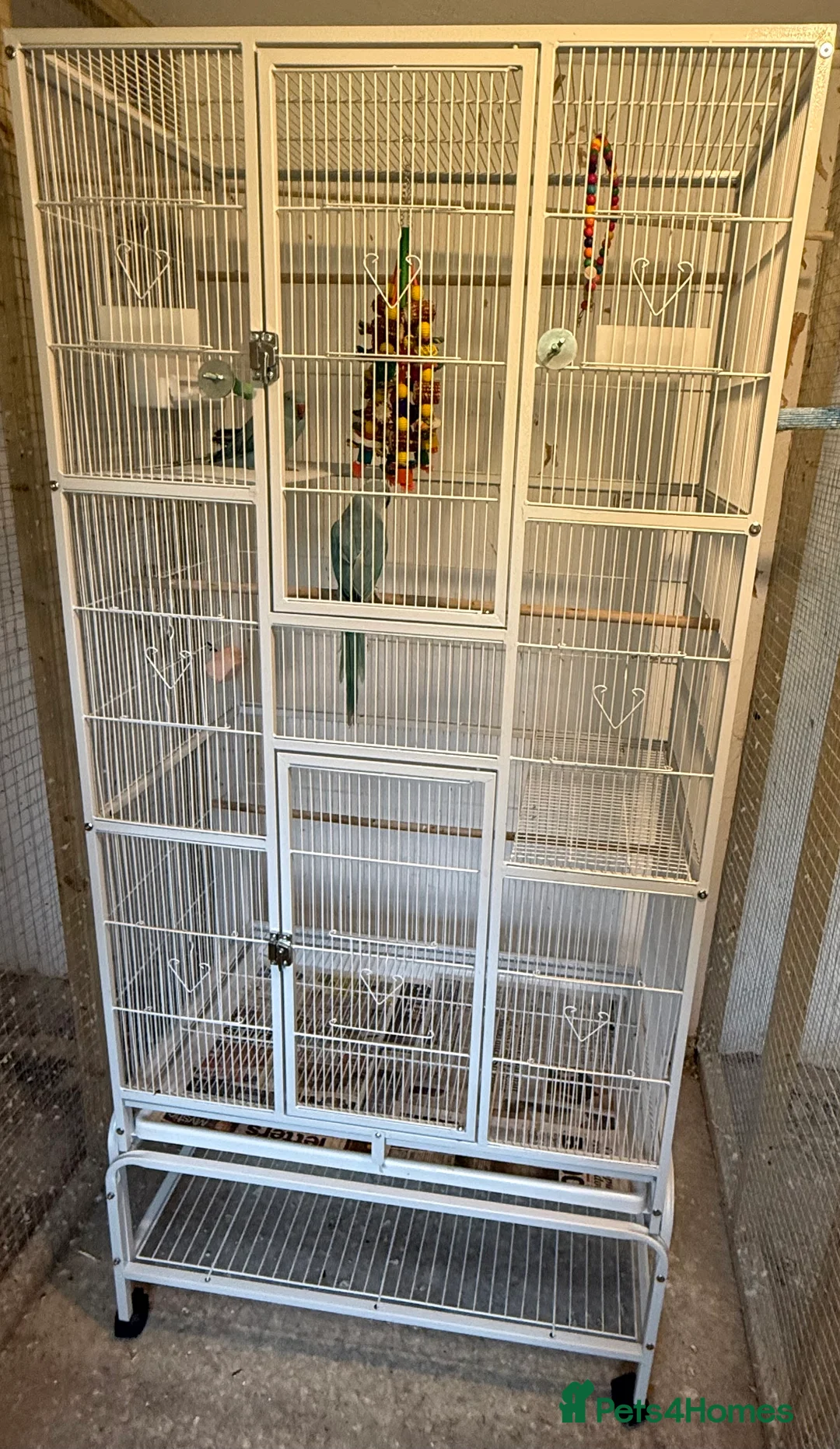 Parakeets birds for sale: 2 female Indian ring necks  - Advert 1