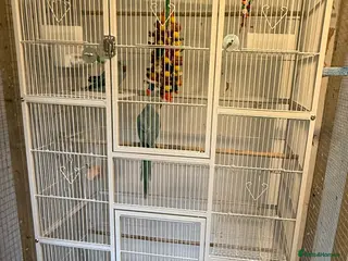 Parakeets birds 2 female Indian ring necks - Advert 3