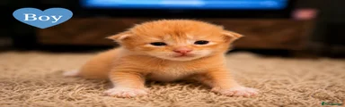 Maine Coon 2