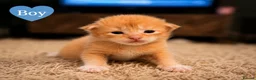Maine Coon cats for sale: Maine coon x kittens 🐈‍⬛  - Advert 7