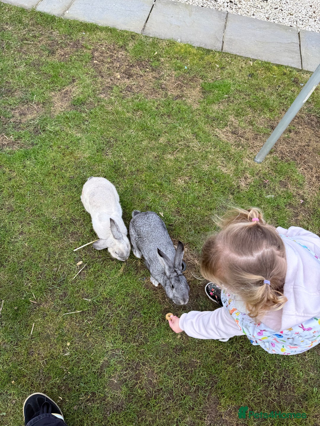 Chinchilla rabbits for sale: 2 Rabbits for rehome - Image 4