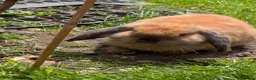 Mini Lop rabbits for sale: Mini Lop ready for a new home in Sheffield - Advert 2