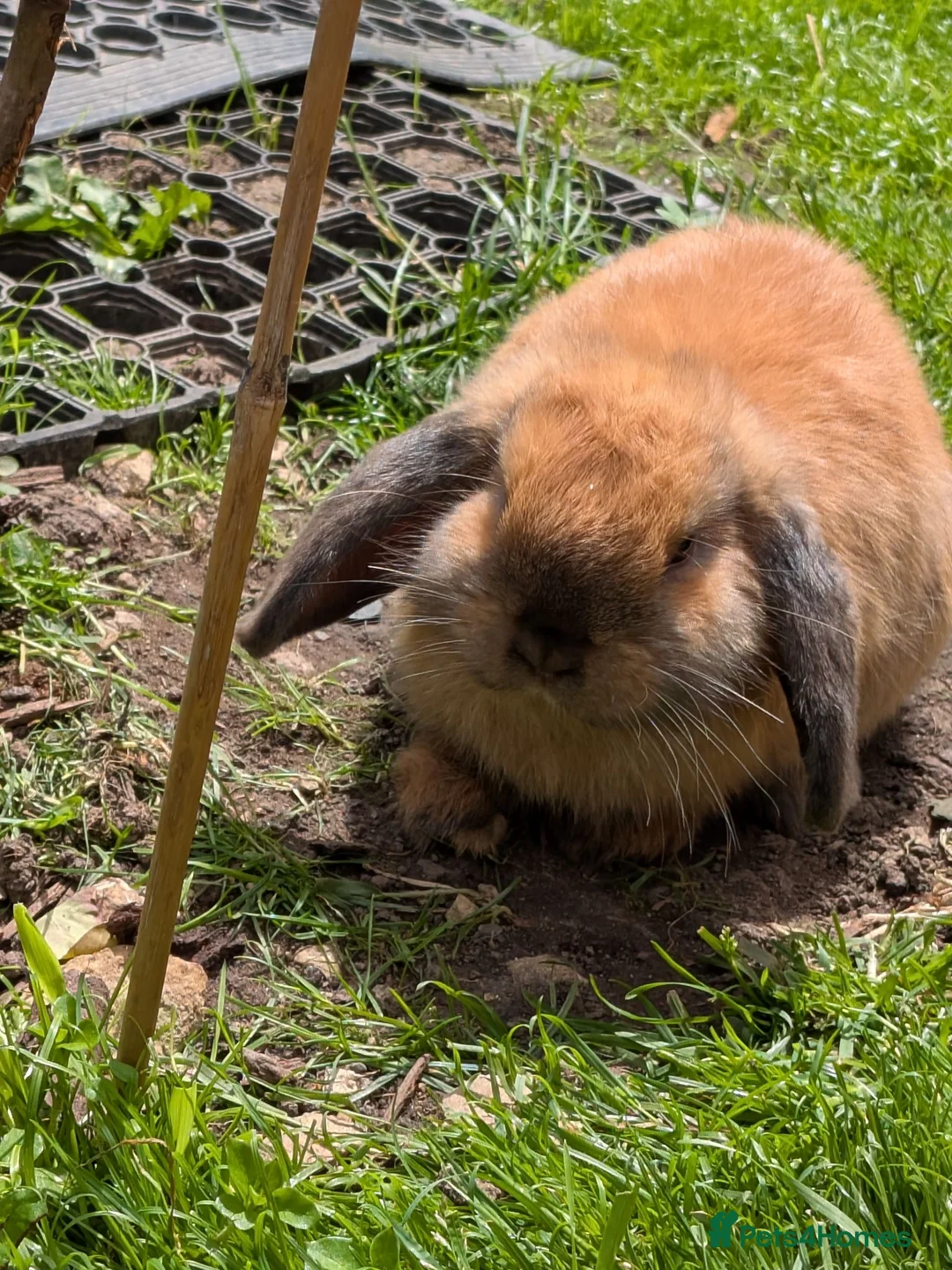 Mini Lop rabbits for sale: Mini Lop ready for a new home in Sheffield - Advert 2