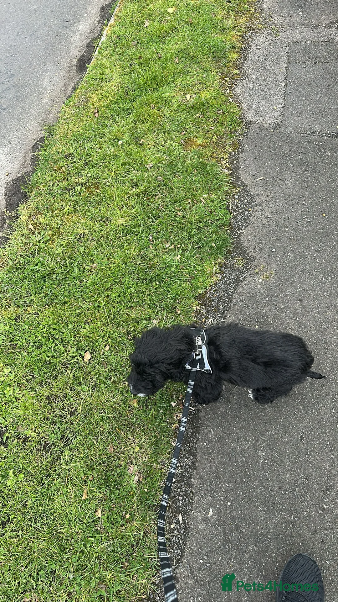 Cockapoo dogs for sale: Cockerpoo  - Advert 1