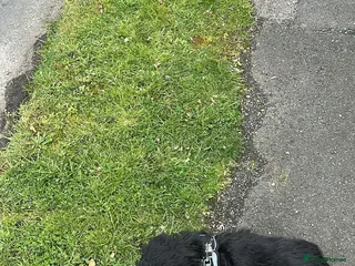 Cockapoo dogs Cockerpoo - Advert 17