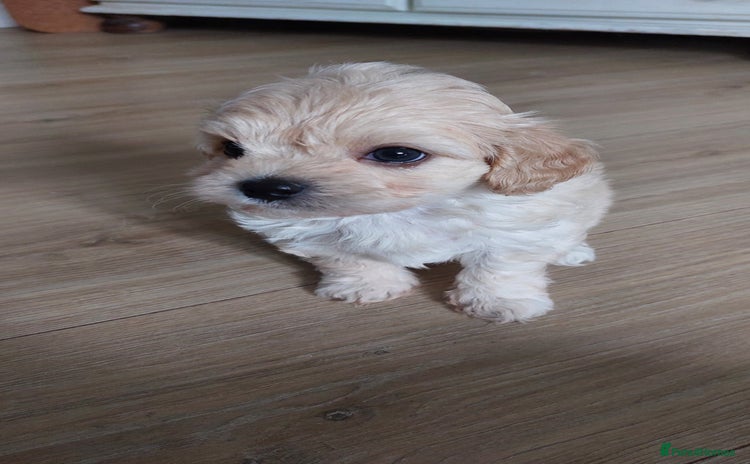 Maltipoo dogs - Advert 2
