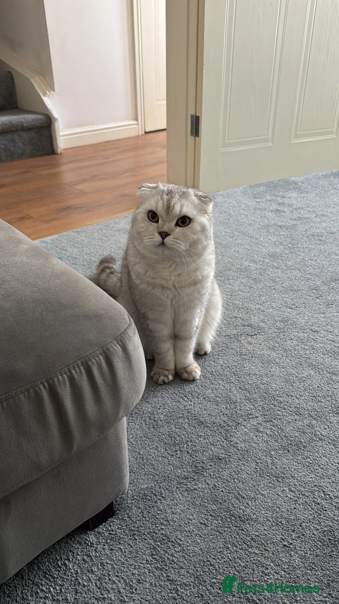 Scottish Fold cats for stud: Beautiful Scottish Fold Stud - Advert 2