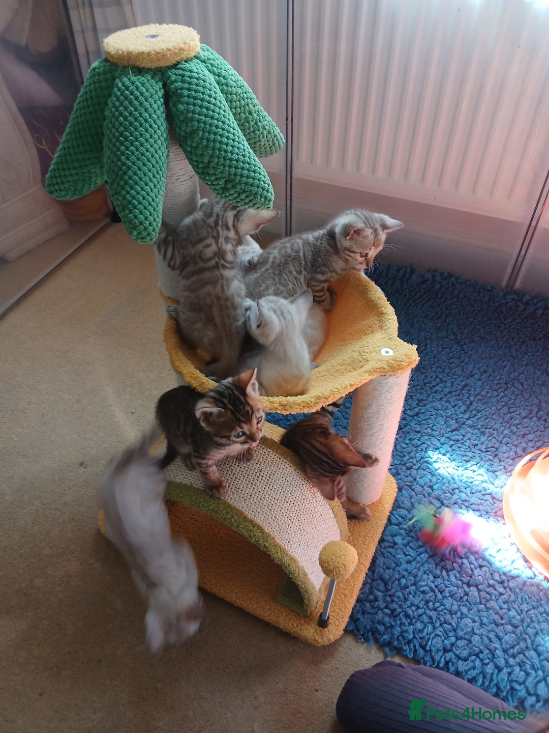 Bengal cats for sale: TICA Family-raised Bengal Kittens Vet Checked - Image 26