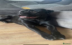 Mixed Breed dogs for sale: Beautiful American bulldog x cane corso puppies - Image 3