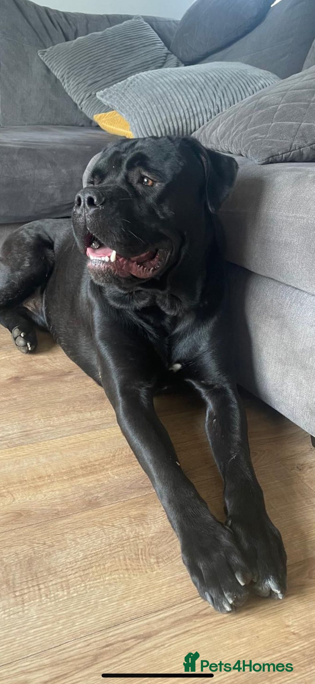 Mixed Breed dogs for sale: Beautiful American bulldog x cane corso puppies - Image 3