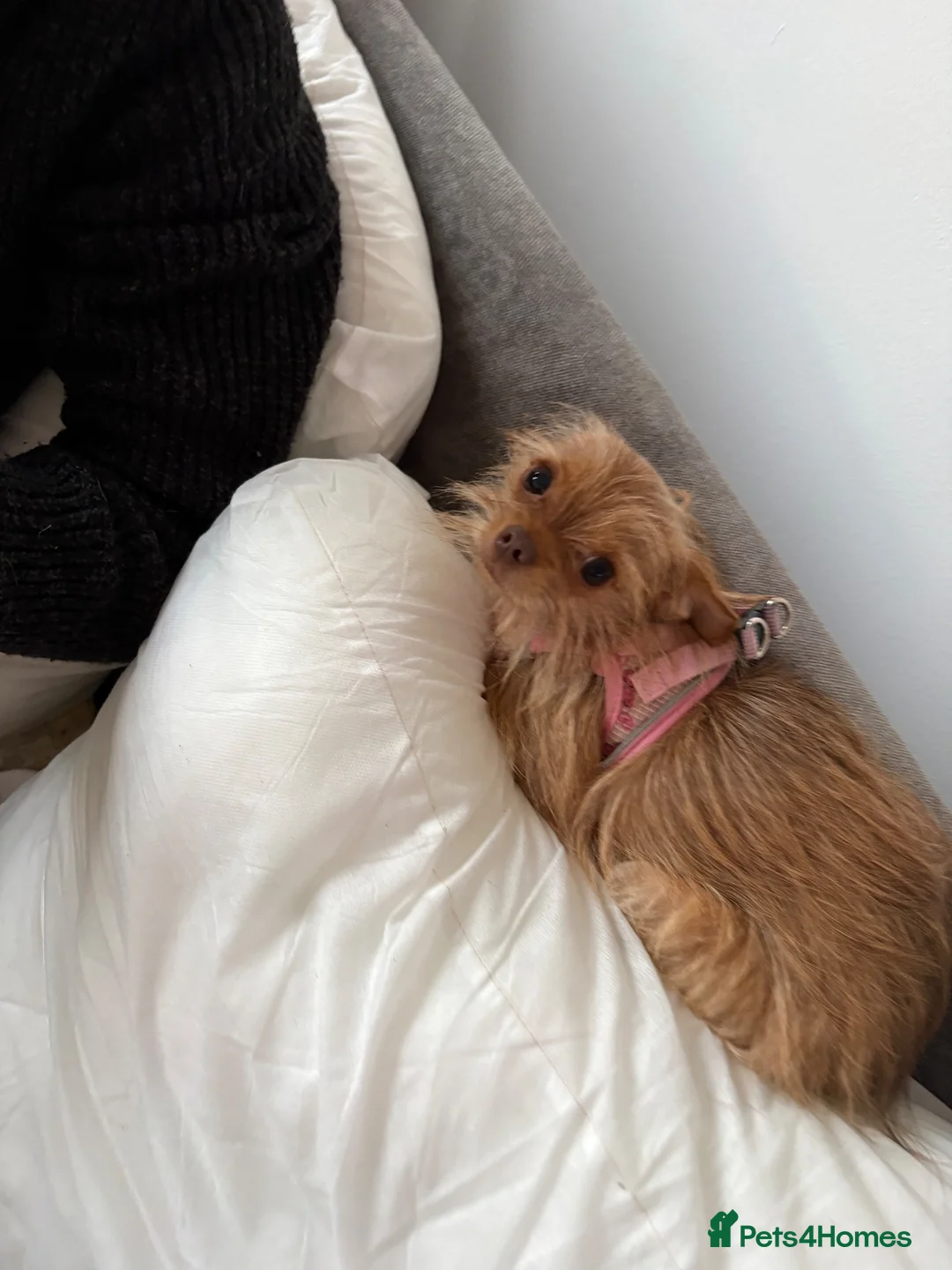 Chorkie dog for sale in Edinburgh | Pets4Homes