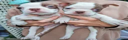 Boston Terrier dogs for sale: 7 KC registered Boston terrier pups  - Advert 27