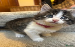 British Longhair cats for sale: Stunning friendly kittens - Image 9