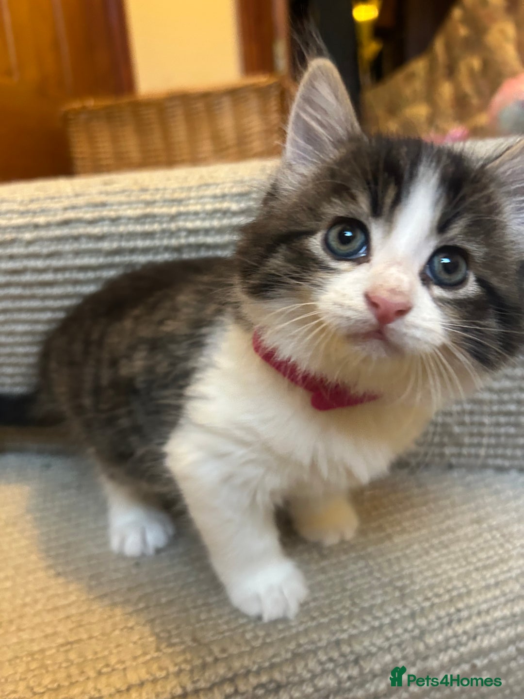 British Longhair cats for sale: Stunning friendly kittens - Image 9