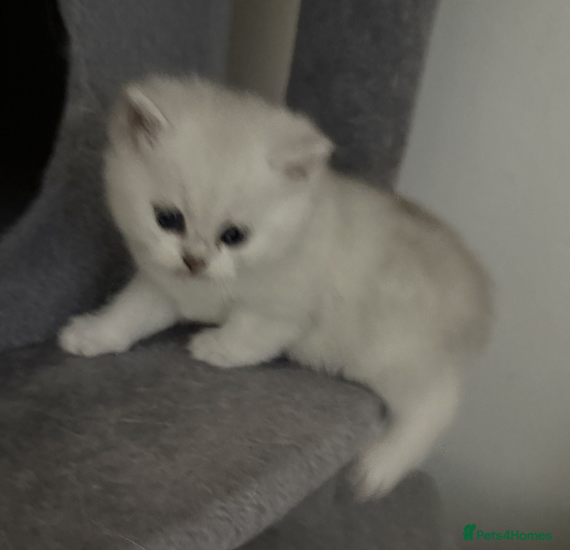 British Shorthair cats GCCF Champion Line BSH Silver/Black Tipped kittens - Advert 2