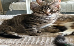 Mixed Breed cats for sale: Beautiful half Maine coon kittens  in Brighton - Image 11
