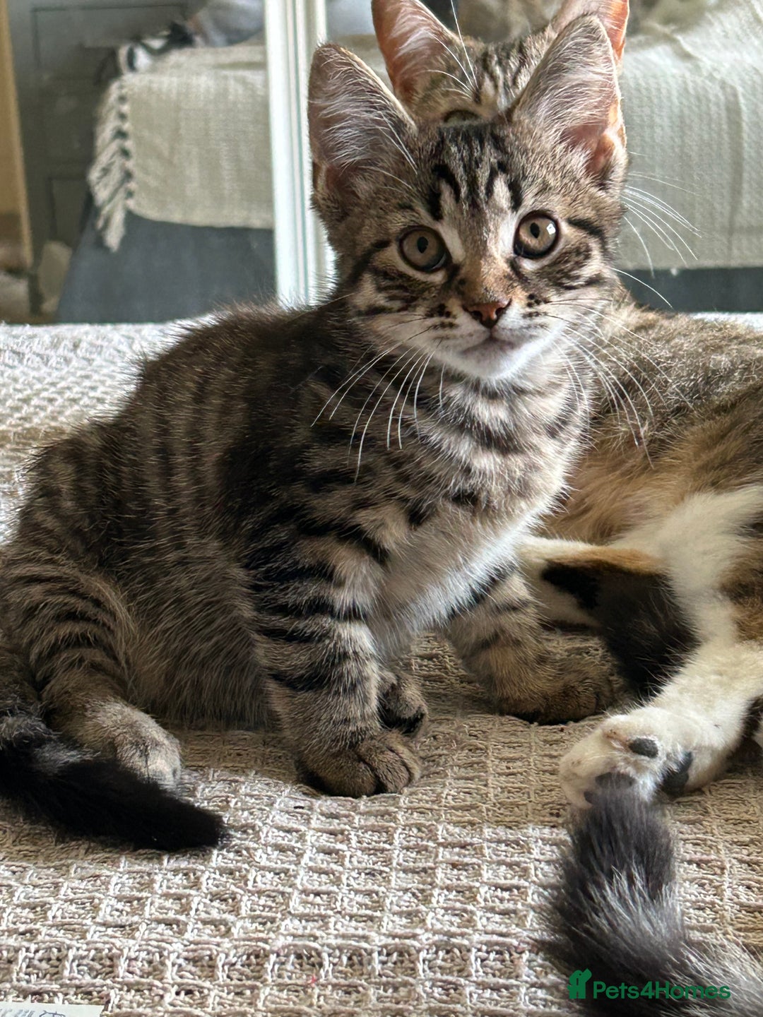 Mixed Breed cats for sale: Beautiful half Maine coon kittens  in Brighton - Image 11