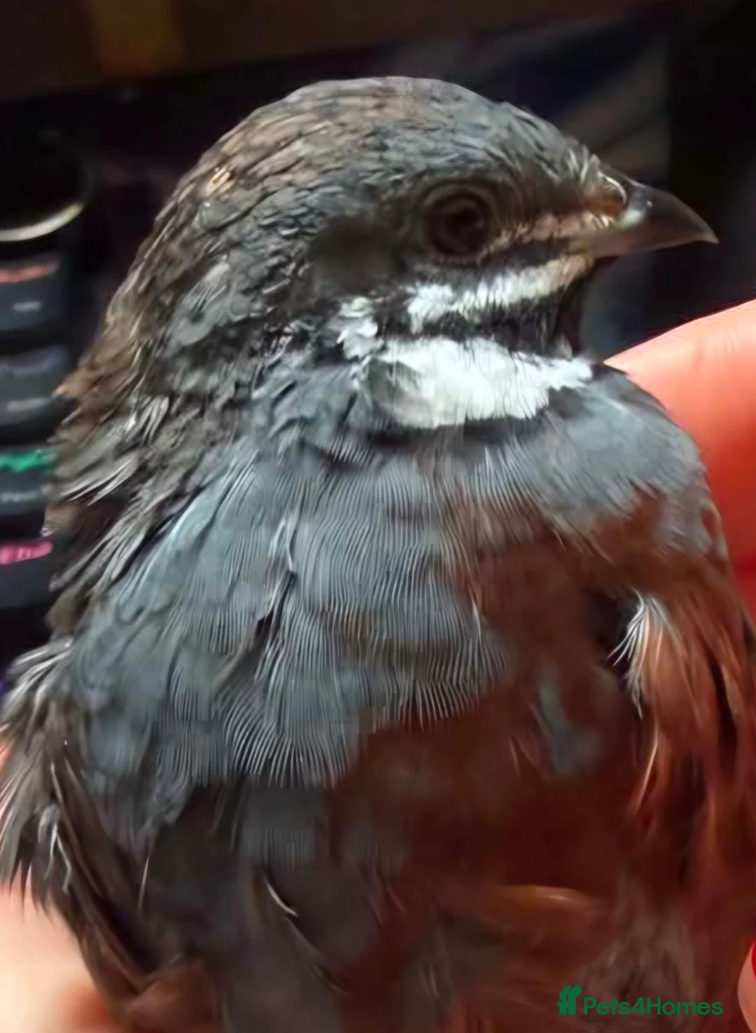 Quail poultry for sale: "Normal" type Chinese painted quail (button quail) in Sleaford - Advert 2