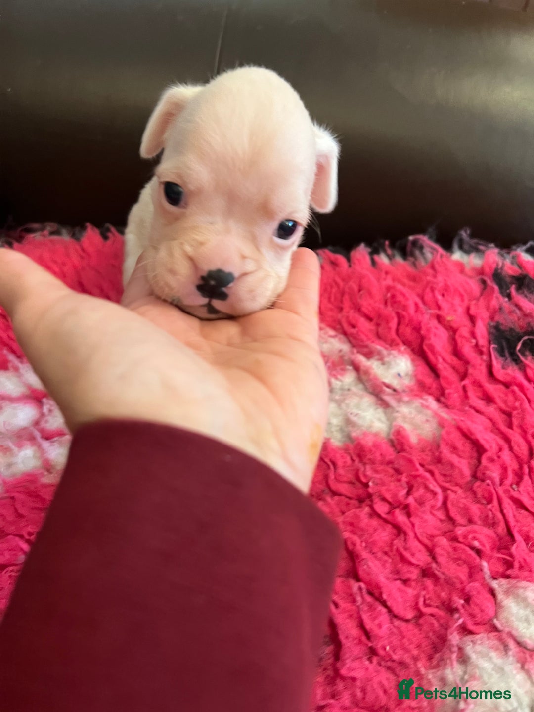 Boxer dogs for sale: Boxer puppies from Health Tested Parents  - Image 11