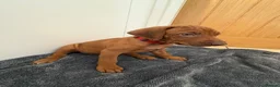 Rhodesian Ridgeback dogs for sale: Rhodesian Ridgeback puppies in Walsall - Advert 12