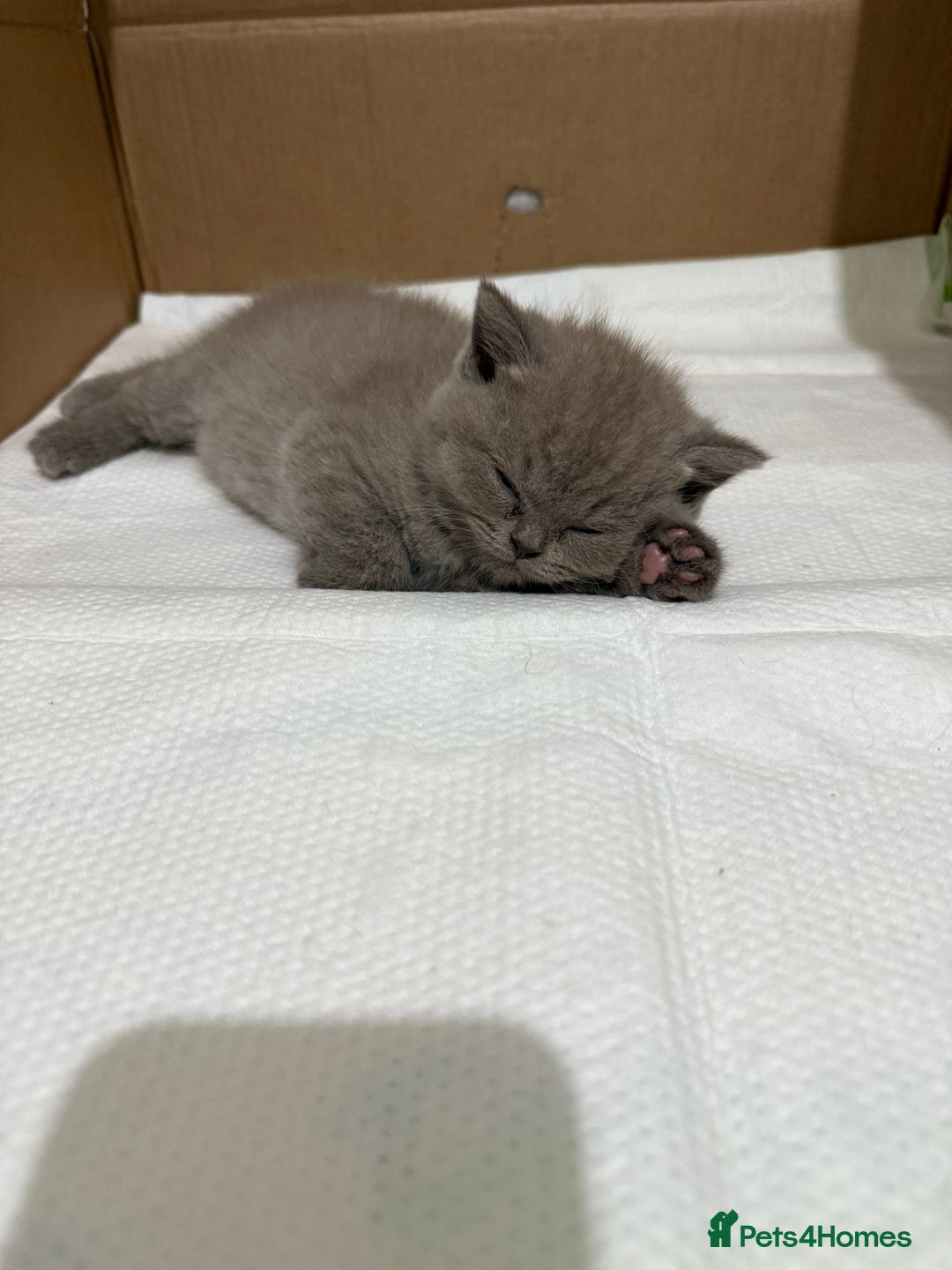 British Shorthair cats for sale: British shorthair kitten - Advert 6