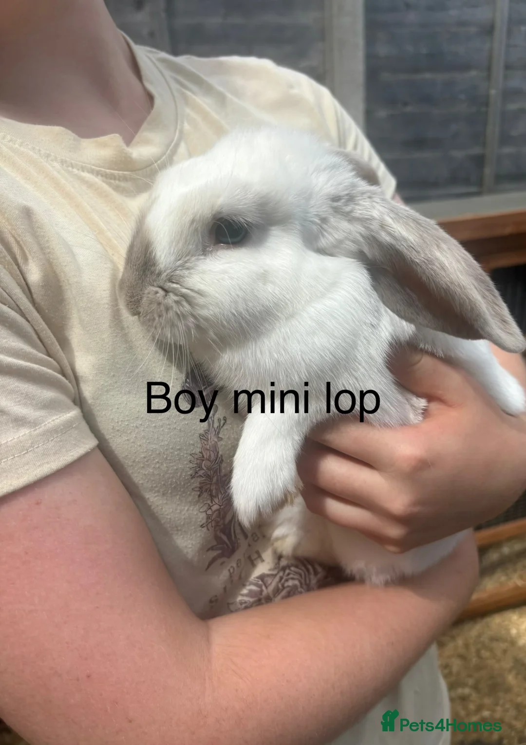 Mini Lop rabbits for sale: Mini lop rabbits - Advert 2