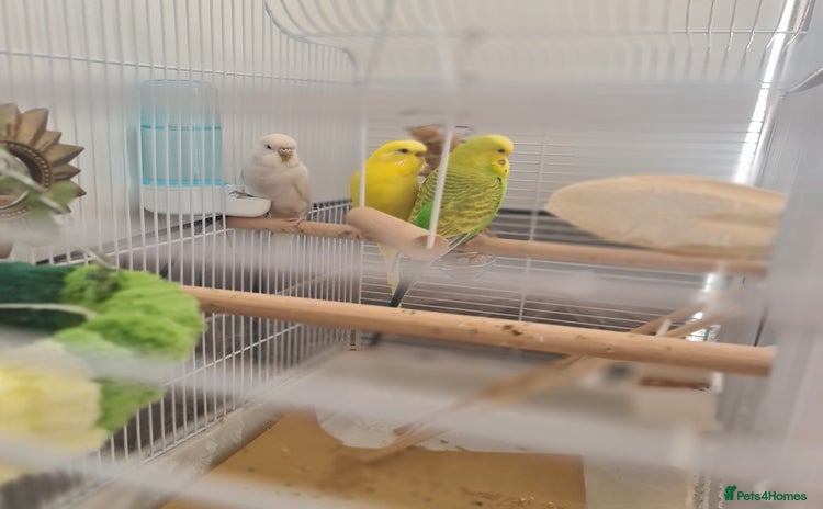 Budgerigars birds - Advert 1