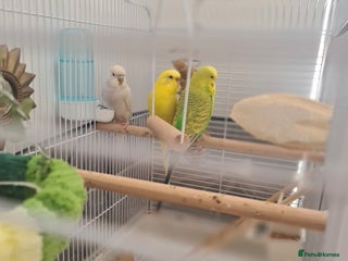 Budgerigars birds - Advert 3