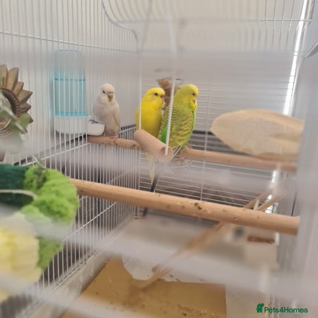 Budgerigars birds - Advert 1