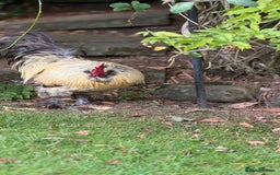 Chickens poultry for sale: 4 VERY HANDSOME HAND REARED SILKY MIX COCKERELS  - Image 2