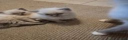 Ragdoll cats for sale: Ragdoll kittens for sale  - Advert 4