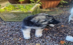 German Shepherd dogs for sale: Gorgeous long coated German Shepherd puppies - Image 6