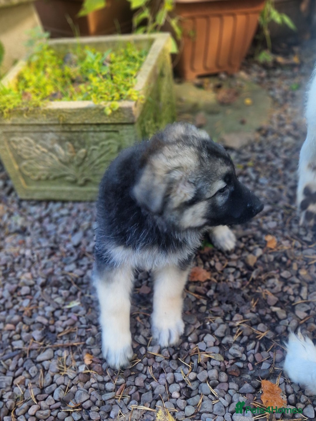German Shepherd dogs for sale: Gorgeous long coated German Shepherd puppies - Image 6