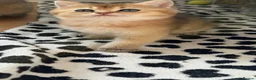 British Longhair cats for sale:  NY12 GOLDENSHADED White colour point  - Advert 16