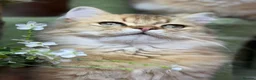British Longhair cats for sale: Stunning British Longhair kittens  - Advert 13