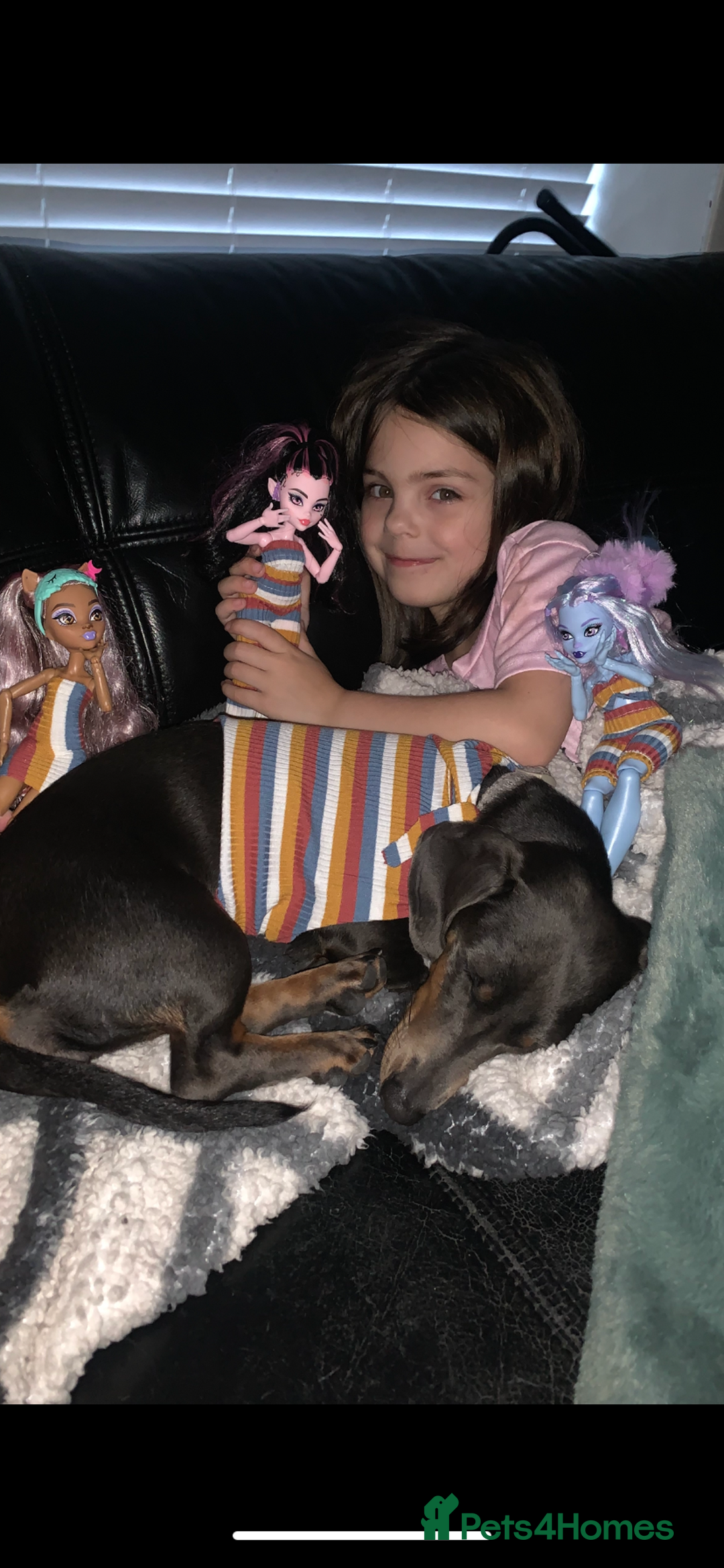 Miniature Dachshund dogs for sale: Miniature dachshund  - Image 4