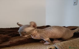 Dwelf cats for sale: STUNNING DWELF - Image 3