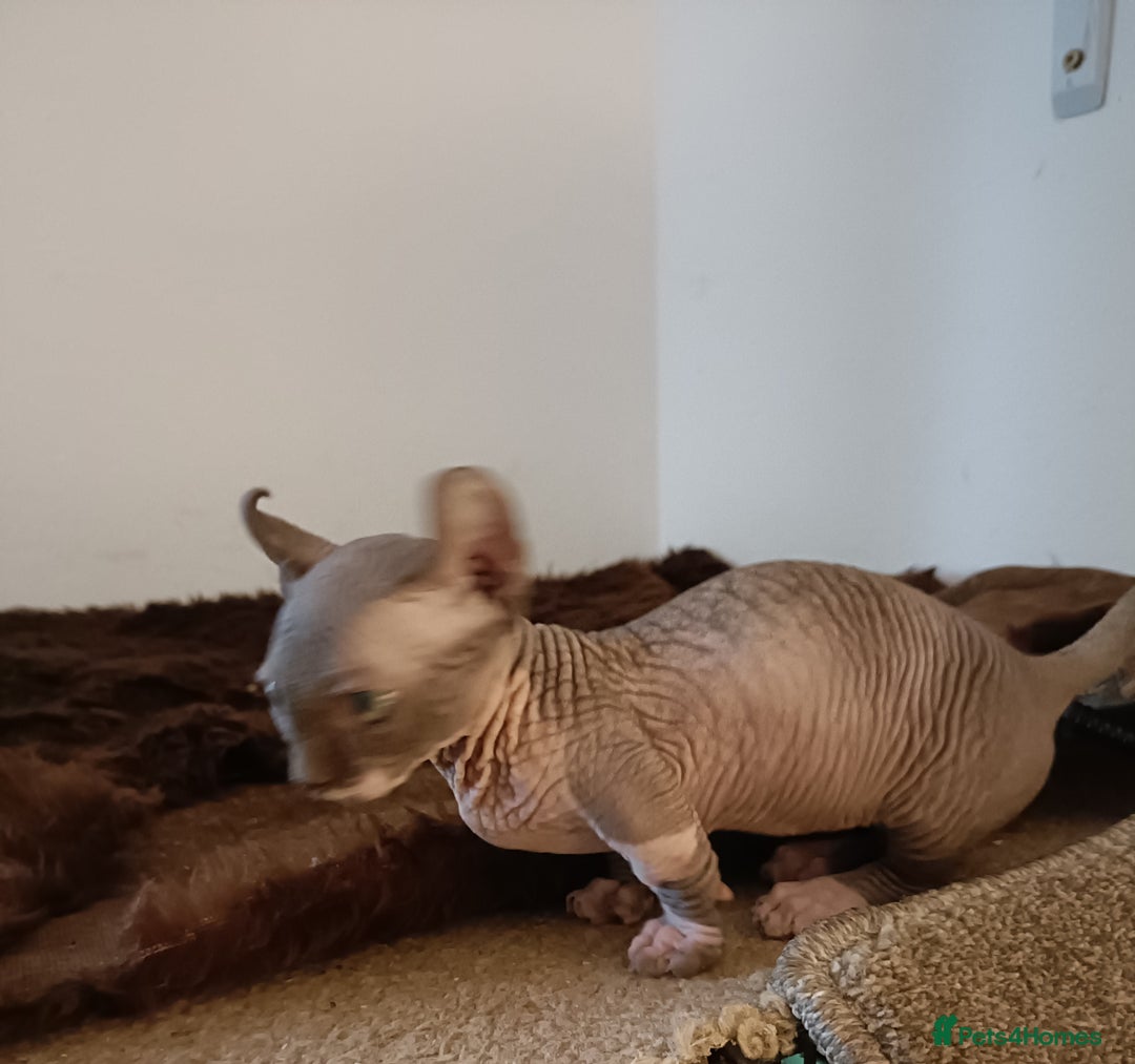 Dwelf cats for sale: STUNNING DWELF - Image 3