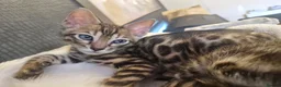 Bengal cats for sale: TICA Genetic Health Tested Kittens - Advert 39