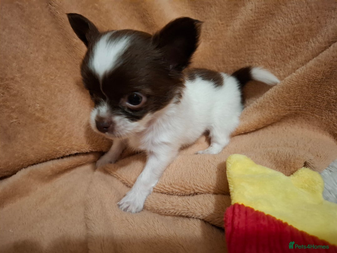 Chihuahua dogs for sale: Beautiful High Quality Long Coat Chihuahua Puppies - Image 5