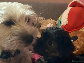 Yorkshire Terrier dogs - Advert 4