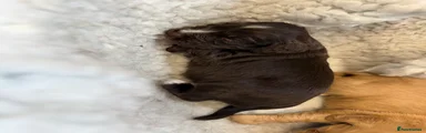 Cocker Spaniel 4