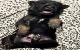 Belgian Shepherd Dog dogs for sale: Dutch Herder Puppies - Advert 1