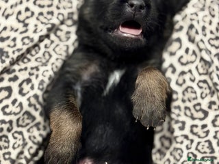 Belgian Shepherd Dog dogs Dutch Herder Puppies - Advert 2