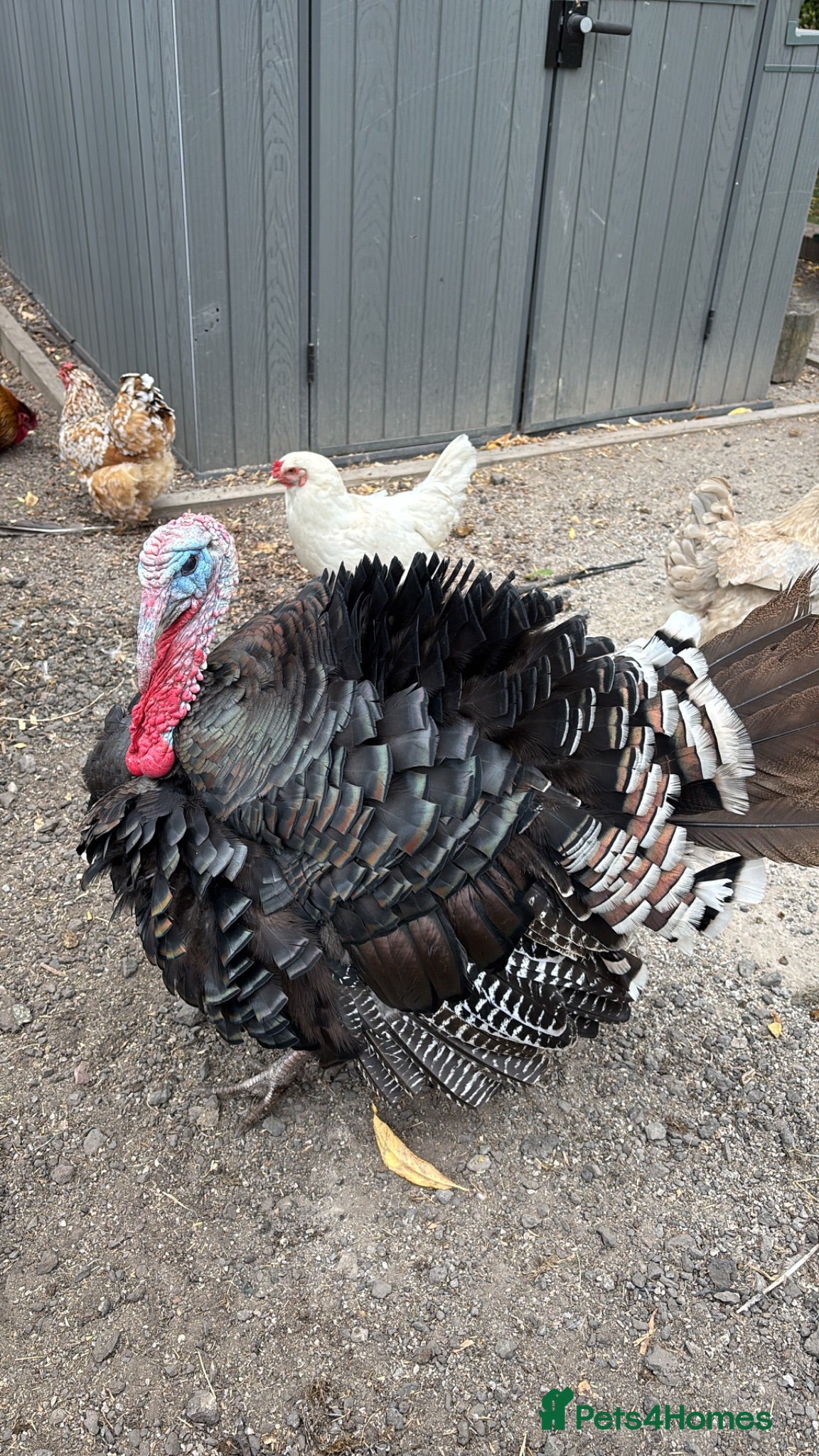 Turkeys poultry Turkey for rehoming  - Advert 1