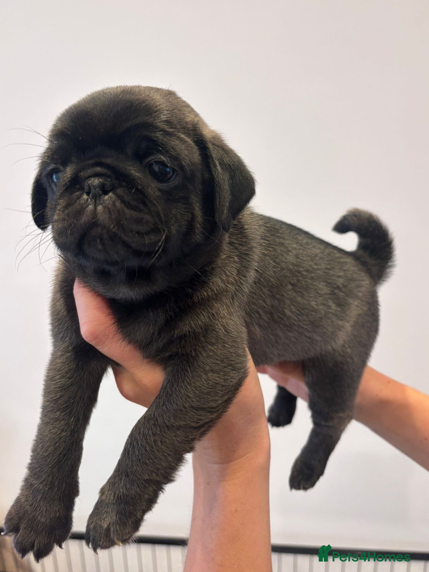 Pug dogs Gorgeous KC Registered Pug Puppies - Advert 6