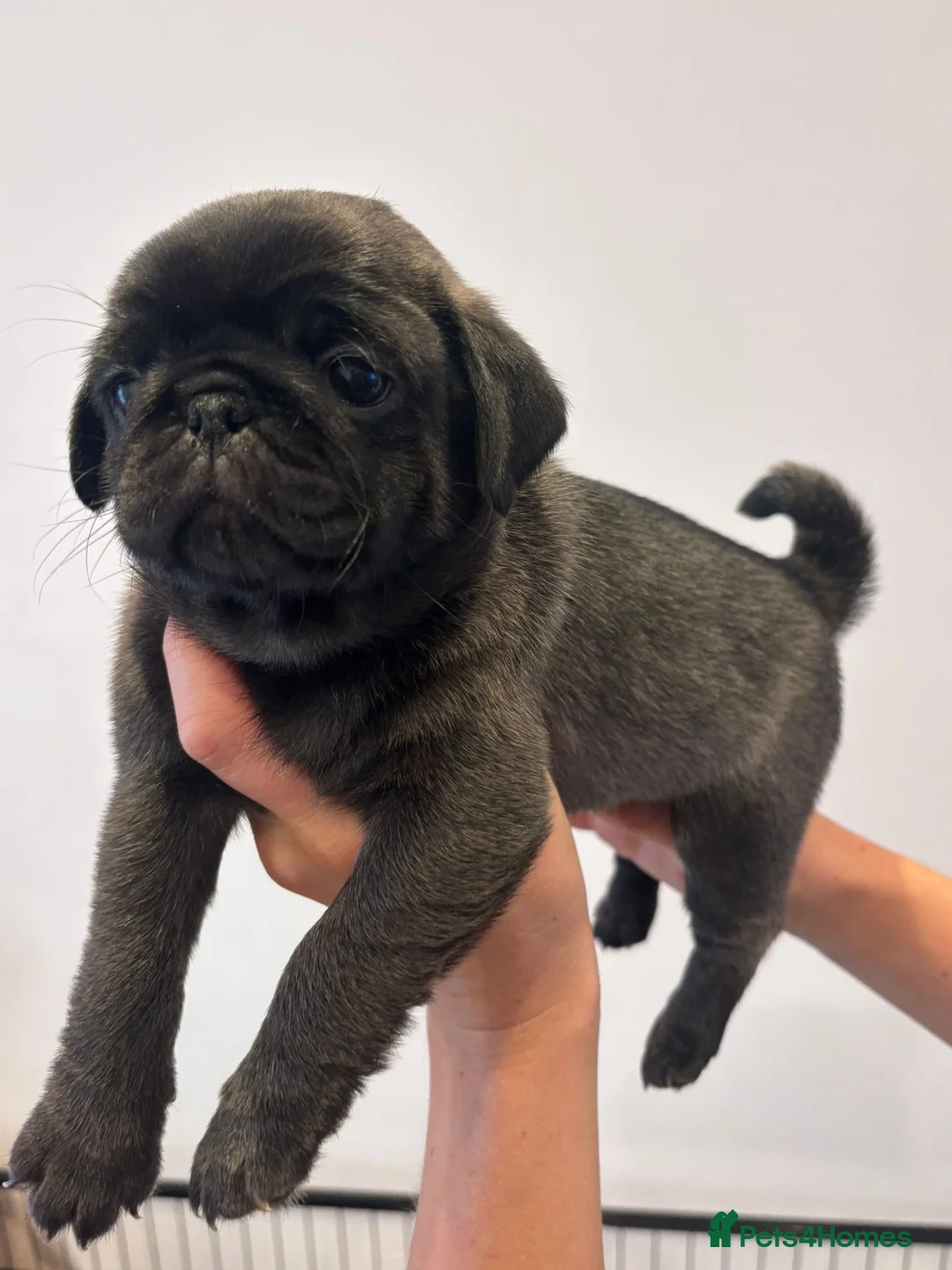 Pug dogs for sale: Gorgeous KC Registered Pug Puppies - Advert 1