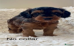 Cockapoo dogs for sale: A Beautiful litter of cockapoos  - Image 1