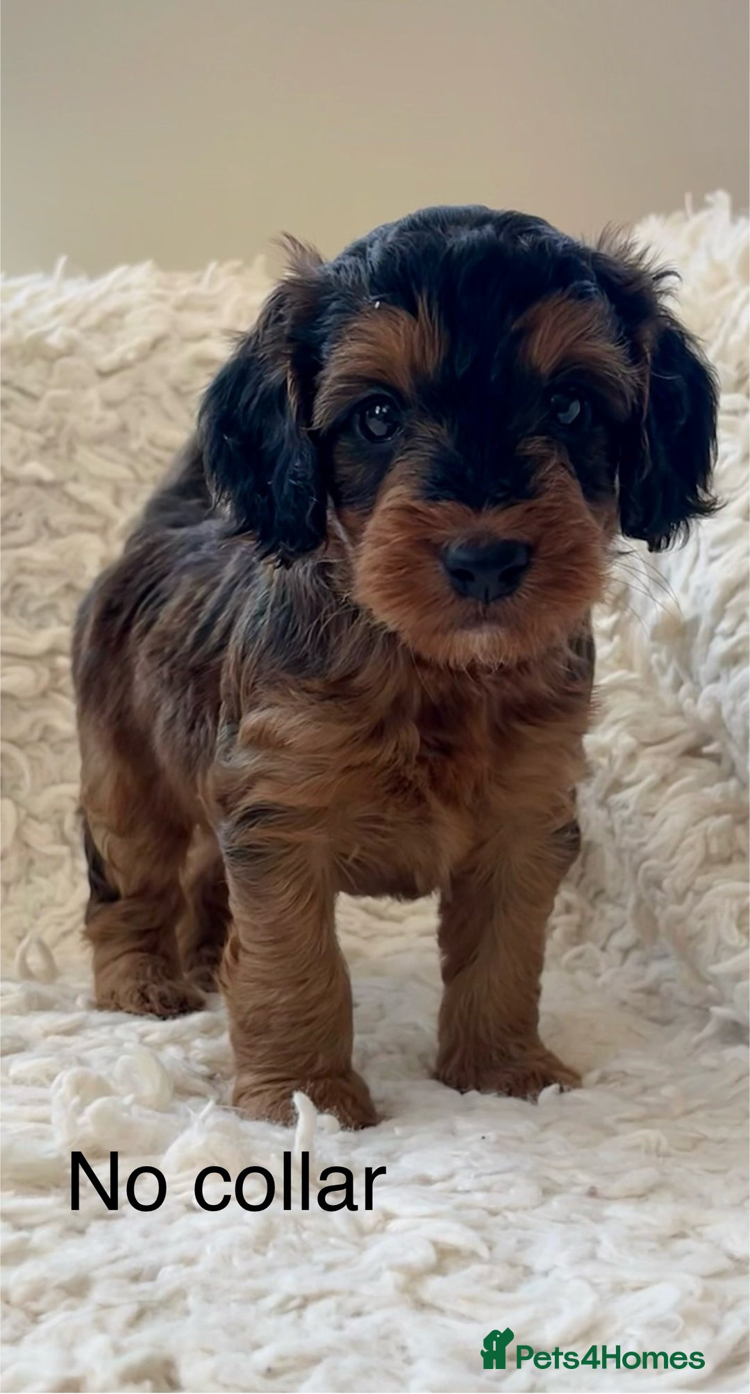 Cockapoo dogs for sale: A Beautiful litter of cockapoos  - Image 1