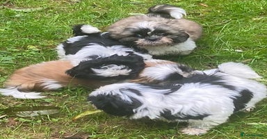 Shih Tzu dogs - Advert 3